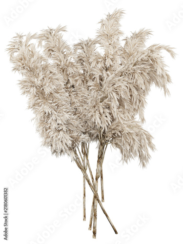 Dried Pampas Grass Isolated PNG, Dense White Plume Bouquet, Transparent Background