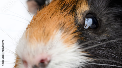 Fotografía Extreme Close-Up of a Short-Haired Guinea Pig Eye