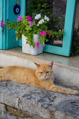 Fotografía Ginger Cat Relaxing on a Stone Step in Marmaris Old Town on the Turkish Riviera