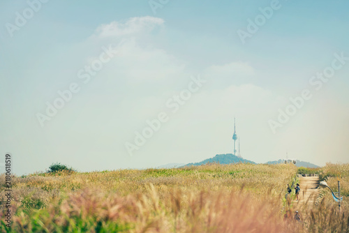 서울 하늘공원 억새밭과 남산의 N서울타워