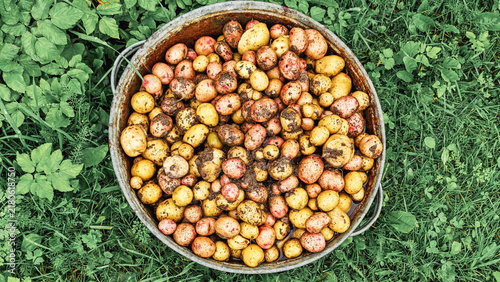 Konstfotografi Fresh small young potatoes in metal basin on green grass after digging, harvest time, organic vegetable crop, autumn gathering, homegrown produce, farm work