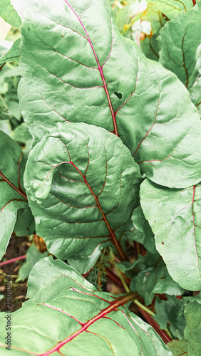 фотографія Fresh green beetroot leaves growing in vegetable garden, healthy organic crop, homegrown produce, natural farming, summer cultivation