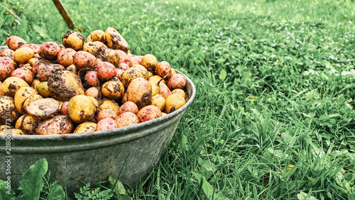 Obraz na płótnie Fresh small potatoes in metal basin on green grass after harvest, organic vegetable crop, autumn gathering, homegrown produce, farm work, countryside agriculture