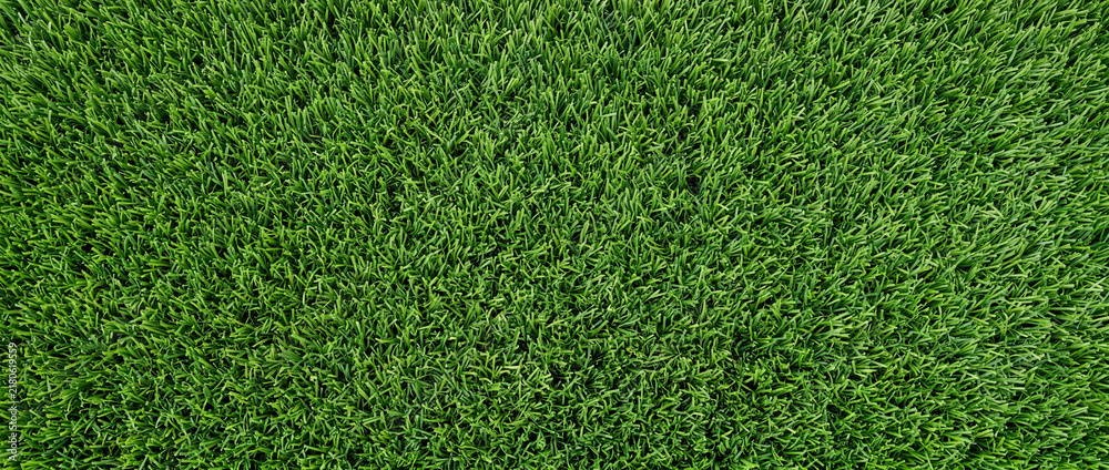 Obraz premium Natural Green Grass Lawn Background