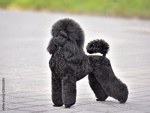 Side view of beautiful black show class toy poodle
