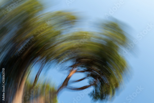 Dynamic blurred tree against blue sky, motion conveying windy day