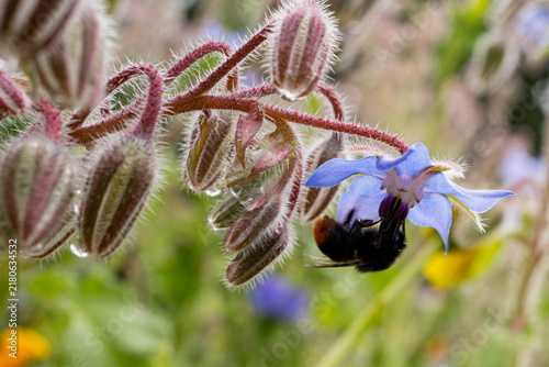 Fotografía Macro shot of a bumblebee (Bombus) pollinating a blue borage flower (Borago offi