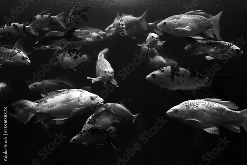 black and white photo of koi fish swimming underwater in a dark pond