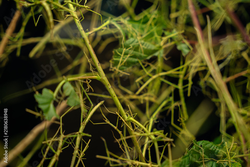 Bild auf Leinwand green stick insect camouflaged on leafy green branches with dark background clos