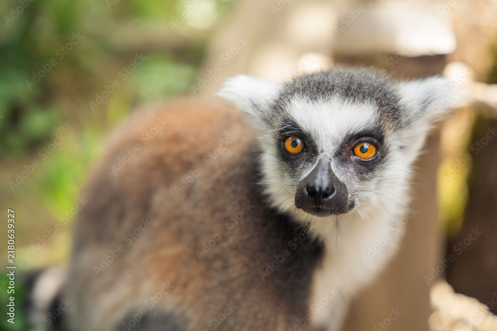 Obraz premium close up of a ring-tailed lemur with orange eyes in natural habitat with blurred background