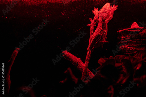 Fotografie red lighting close-up of a newt climbing on a log in dark naturalistic habitat