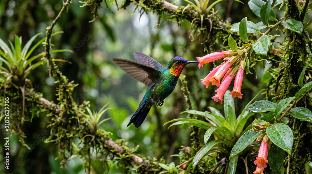 Obraz premium Fiery throated hummingbird hovering to drink nectar from pink flowers in cloud forest. Concept of colorful, flying, wildlife, tropical bird, rainforest, nature.