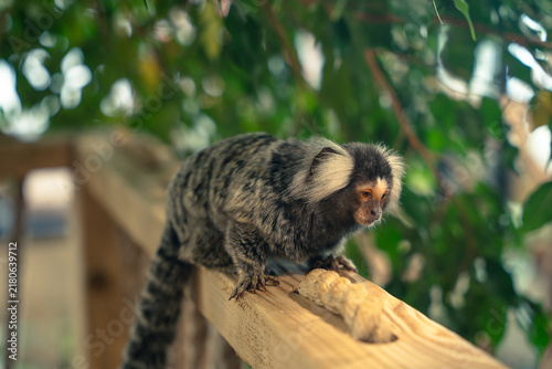 Konstfotografi cute common marmoset monkey sitting on wooden railing with peanut in shell in na