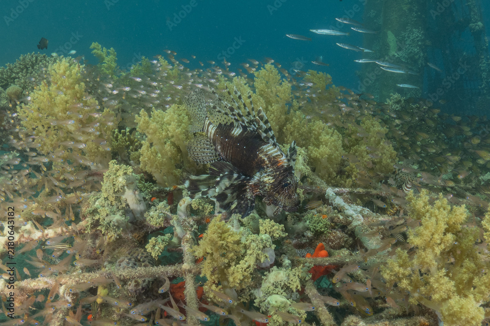 Fototapeta premium Lionfish (Pterois miles) in the Red Sea, colorful fish, Eilat, Israel 
