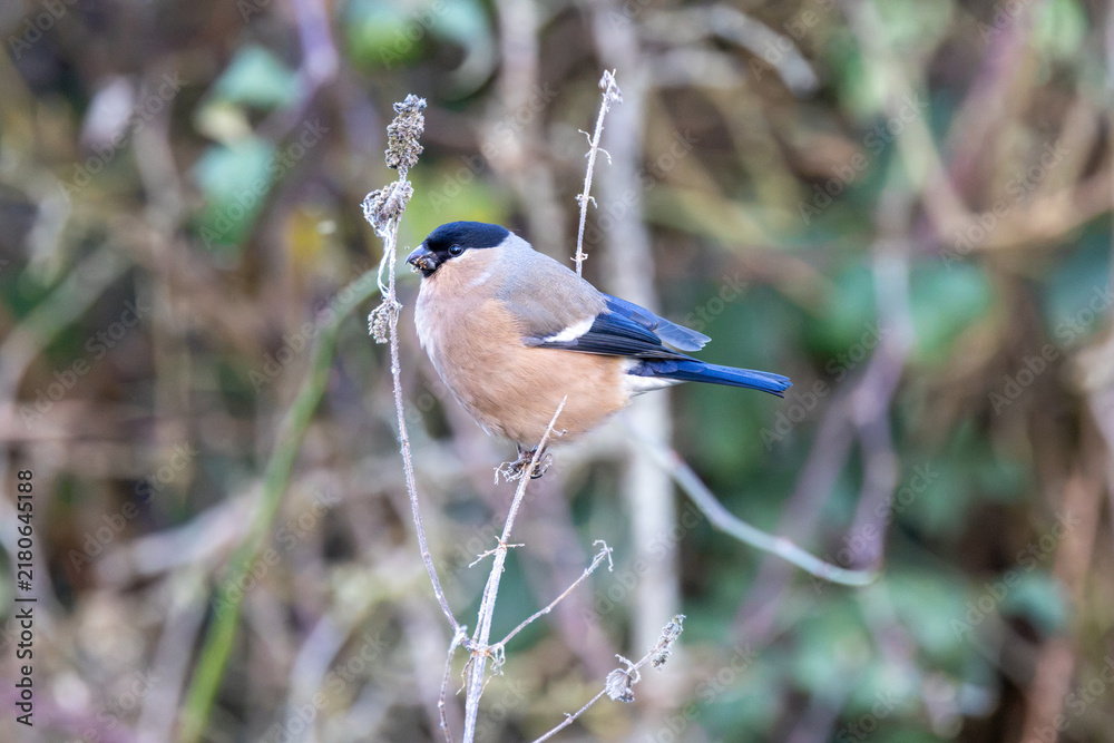 Obraz premium Adult female bullfinch on a dead stem