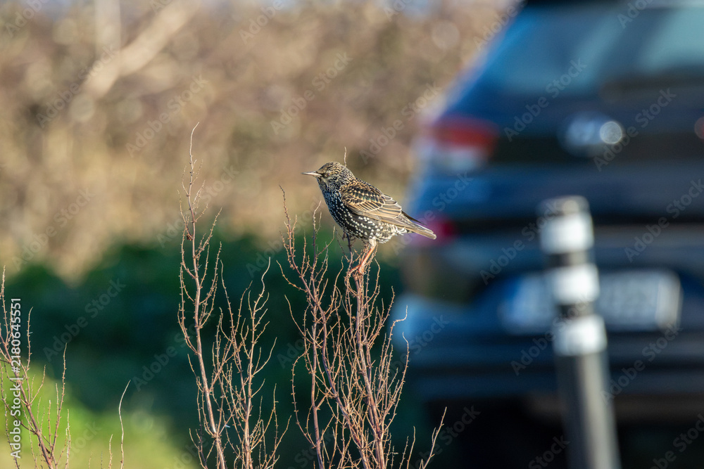 Fototapeta premium Common Starling perched on bare twigs