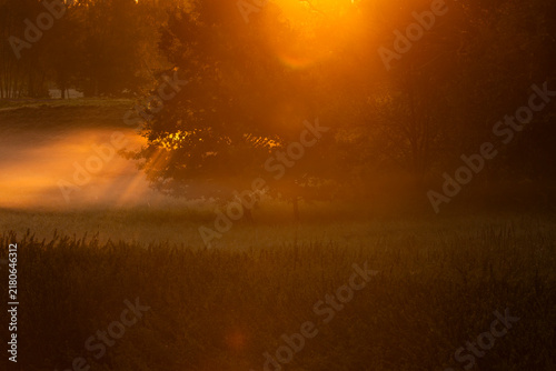 Magical morning fog over a meadow illuminated by golden sunrise light with trees in the background
