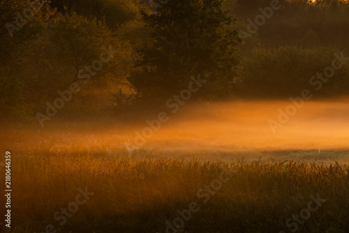 Magical morning fog over a meadow illuminated by golden sunrise light with trees in the background