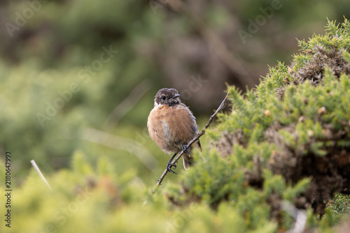 Принти на полотні Stonechat perched on a gorse twig