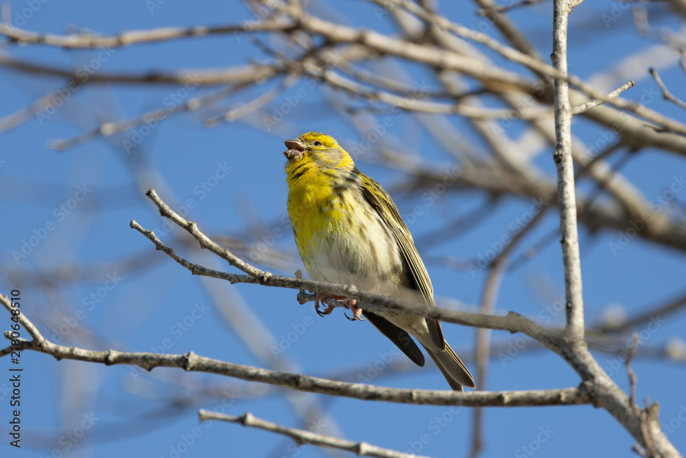 Obraz premium Adult male European serin with a seed