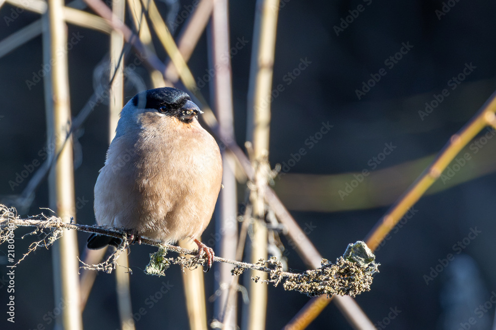 Fototapeta premium Adult female bullfinch perched in sunlight