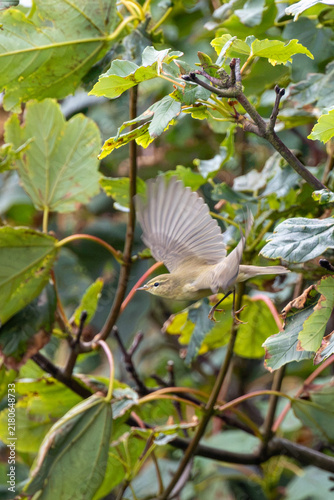 Canvas Print Willow Warbler taking flight
