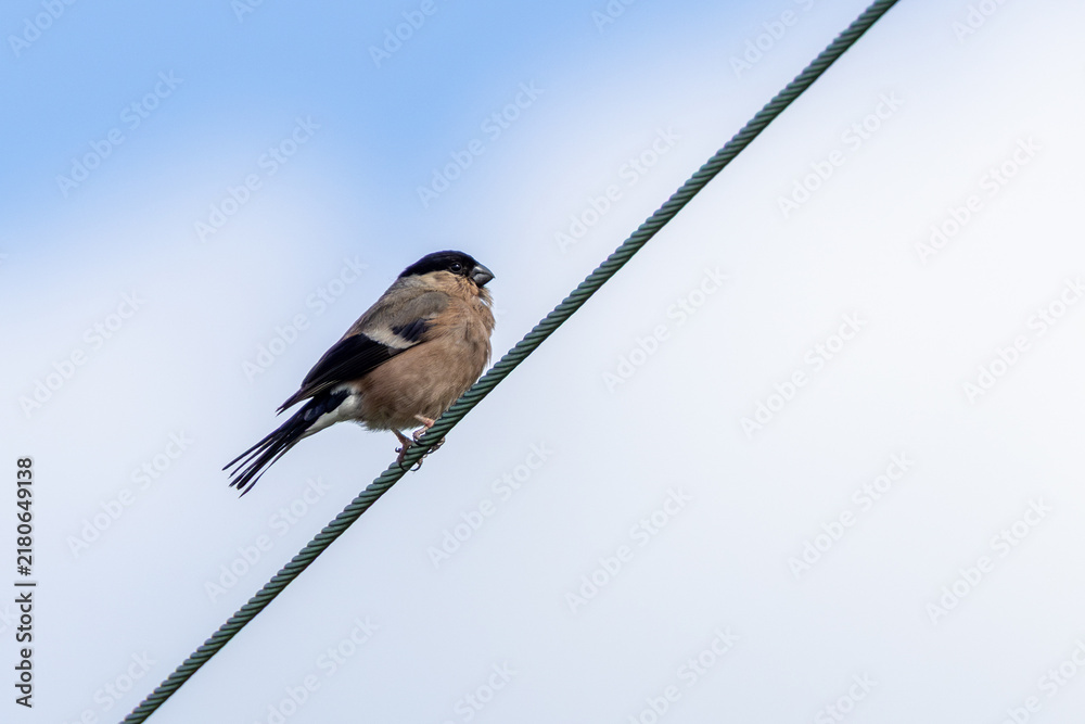 Obraz premium Adult female bullfinch perched on a wire