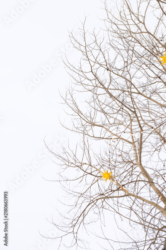 Quadro su tela Christmas stars and glowing lights decorate bare branches