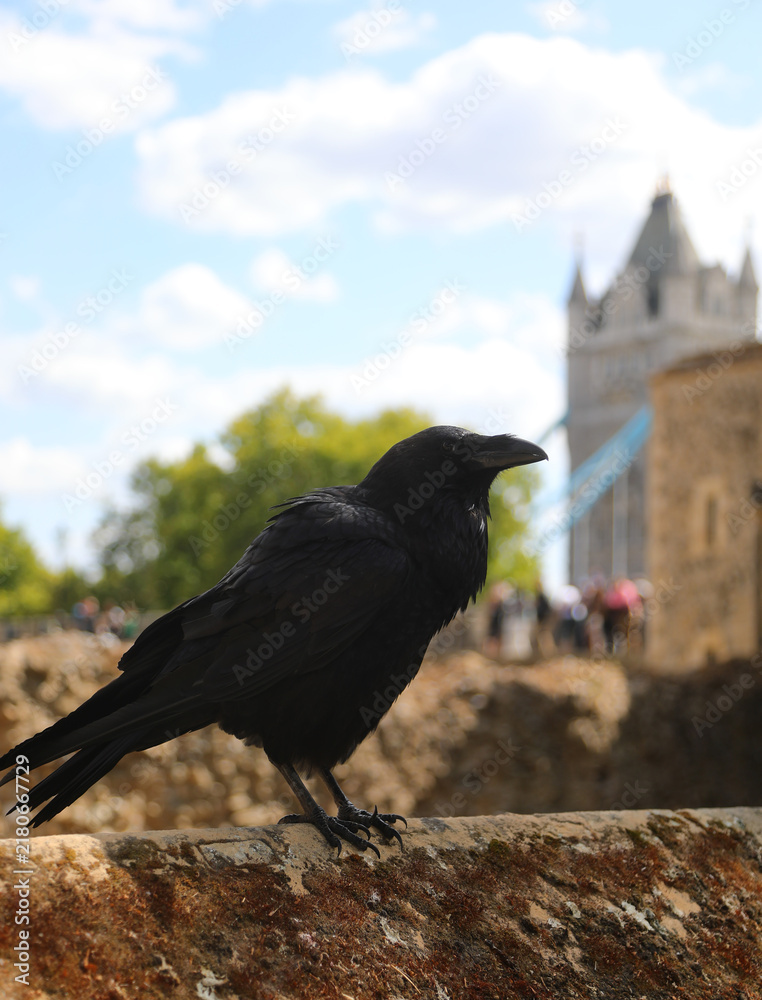 Obraz premium Tower of London raven perched on historic stone wall with Tower Bridge in background
