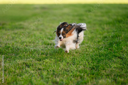 Fast papillon dog sprinting across vibrant green grass in summer park during walk, dynamic animal action, healthy pet lifestyle, and outdoor recreation, active playtime
