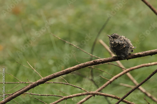 Bild auf Leinwand Fluffy fledgling resting on branch, soft green background, baby bird close‑up, w