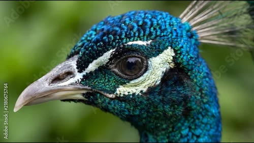 Close-up portrait of a majestic peacock head showing vibrant blue feathers and intricate eye details