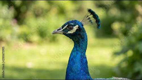 Close-up portrait of a beautiful blue peacock head with crest against a blurred green background