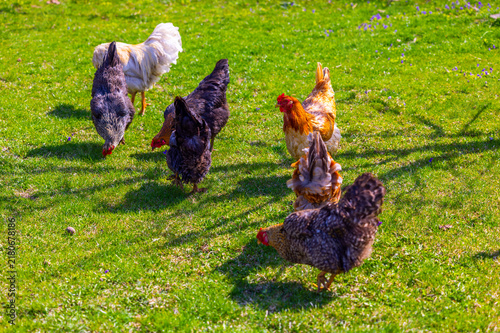 Bild auf Leinwand Diverse group of free-range grass-fed chickens foraging on a sunny green lawn