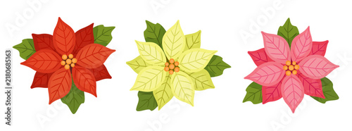 Splendid hand drawn Christmas poinsettia flower vector set. Delightful flat style red yellow and pink winter holiday stars isolated on transparent background. Great for festive greeting card DIY.