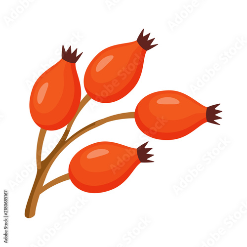 Splendid hand drawn rosehip berry branch vector element. Delightful flat style orange red autumn rose hip clip art isolated on transparent background. Great for Thanksgiving card and harvest decor.