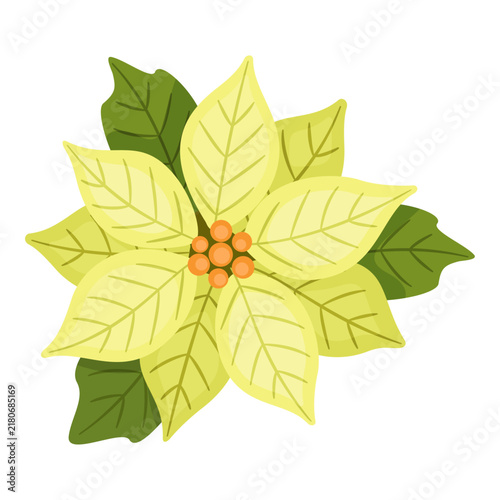 Charming hand drawn yellow poinsettia flower vector element. Beautiful flat style cream Christmas star plant isolated. Perfect for elegant winter holiday greeting cards and DIY.