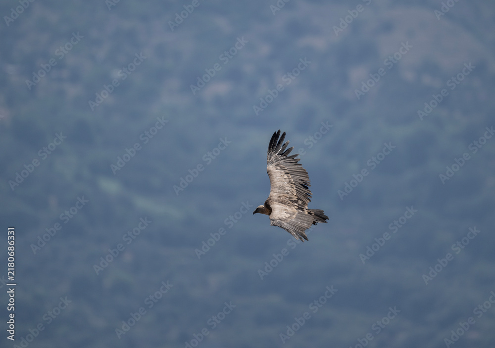 Obraz premium A griffon vulture hunting in the mountains of Crete, Greece, in summer