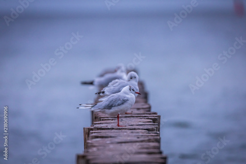 Bild auf Leinwand lake seagull in the Baltic Sea