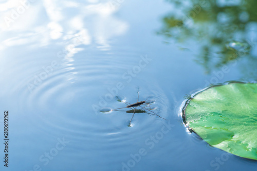 Water strider insect on calm blue water with lily pad, nature and aquatic ecosystem concept