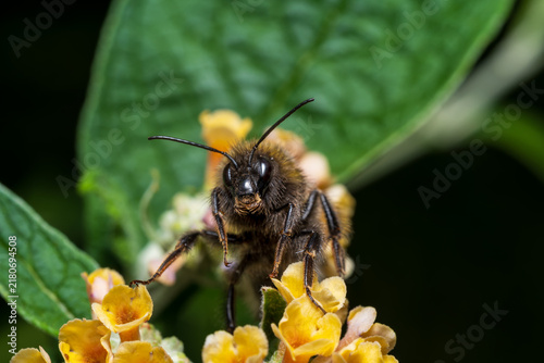 Extreme macro of a fluffy mining bee looking directly at the camera on yellow flowers 