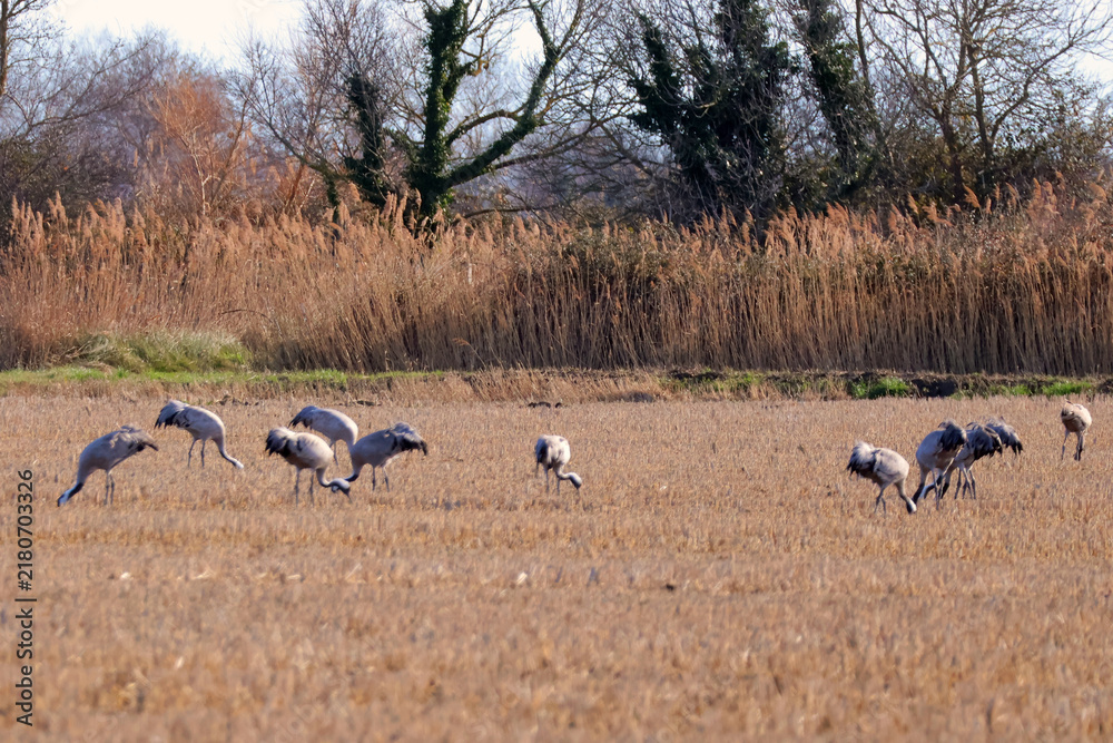 Fototapeta premium petit troupeau de grues en pleine restauration