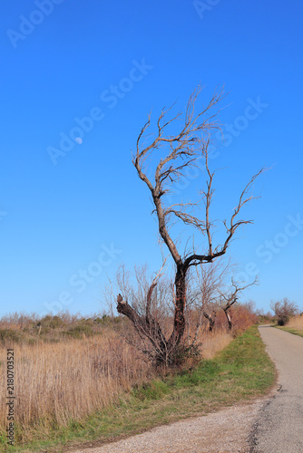 Foto un arbre mort au bord de la route