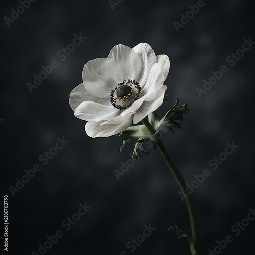 A single delicate white anemone flower isolated against a dark, moody, textured background for artistic floral photography