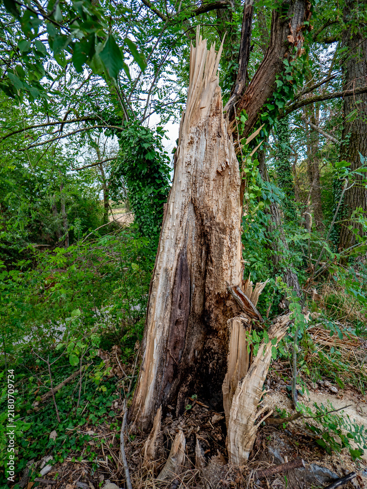 Fototapeta premium Vom Sturm beschädigter Baum