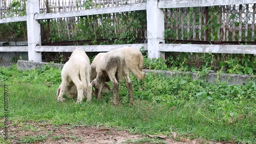 Group of young lambs grazing on green grass near white wooden fence in farm. Rural agriculture, animal husbandry, and livestock breeding concept.