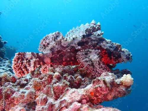 Obraz na płótnie Camouflaged Scorpionfish Resting on Colorful Coral Reef