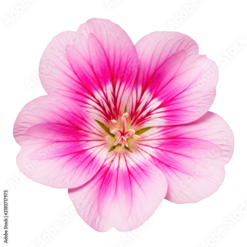 Obraz na plátne Vibrant pink and white geranium flower with delicate petals and stamen, isolated on transparent checkered background for nature and floral designs