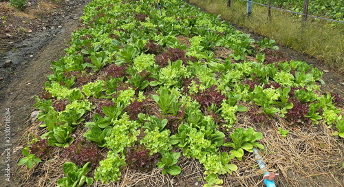 Konstfotografi Growing various types of salad vegetables together in the same plot