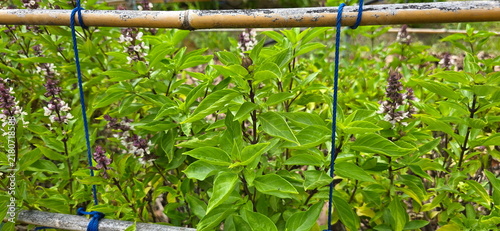 Bild auf Leinwand Thai sweet basil (Ocimum basilicum) is a kitchen herb with bright green leaves and purplish-red flower stalks